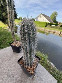 Pachycereus pringlei